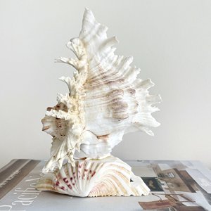 Modern coastal natural seashell table lamp various sizes sea <b>shell</b> <b>lighting</b> lamp best price - Product Image 3