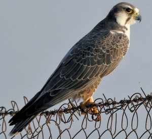 Laggar Falcon: Recursos para la Investigación Avícola, Conservación, Proyectos de Cría, Programas Profesionales de Cetrería, Educación sobre la Vida Silvestre, Ganado - Product Image 2