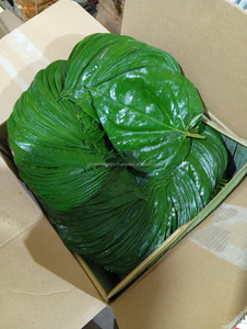 Hojas de Betel Frescas Premium de Bangladesh, Exportación a Granel, Hojas de Paan Verdes Naturales, Hojas de Betel de Calidad, Venta al Por Mayor, MOQ Bajo, Proveedor Global - Product Image 3