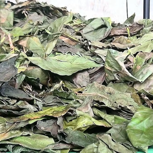 Hojas de noni enteras secas, hojas de noni trituradas, hojas de noni secas en bolsa resellable, hojas de noni secas envasadas al vacío ANGLE - Product Image 2