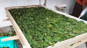 Hojas de Guanábana secas de Primera calidad-Remedio natural para el bienestar y el alivio del estrés-Ms.Elite - Product Image 3