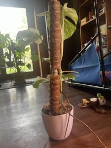 [MEJOR VENTA] |   Varilla extensible de fibra de coco para entrenamiento de plantas en agricultura, viveros y viñedos, exportación de Vietnam - Product Image 6