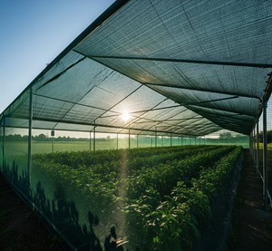 Grass Green <b>Plastic</b> Shade Net Warp Knitted Garden Shade <b>Mesh</b> for Crop Protection - Product Image 4