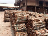 Vente directe d'usine de cannelle cassée Cassia du Vietnam épices simples et herbes