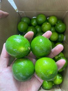 Citrons verts frais, fruits non mûrs, entiers, naturels, origine Vietnam, stockage à froid, durée de conservation 30-45 jours - Product Image 1
