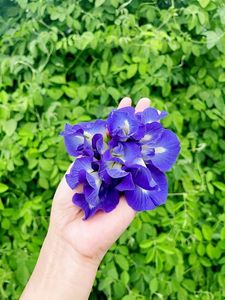 Flores de Guisante Mariposa Secas Finas, Pétalos Azules Naturales para Diseño de Bebidas, Preparación de Té, Venta al por Mayor a Granel, Línea de Origen Vietnam - Product Image 2