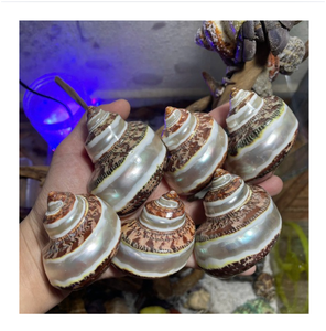 Coquille de Turbo Marmoratus naturelle polie, décoration d'intérieur, artisanat Feng Shui - Product Image 1