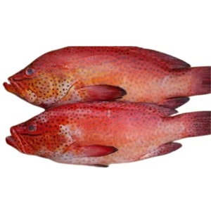 Produits de la mer surgelés IQF de qualité supérieure, très demandés, en gros : Grouper rouge et saumon à faible teneur en matières grasses, naturels, propres et délicieux - Product Image 2