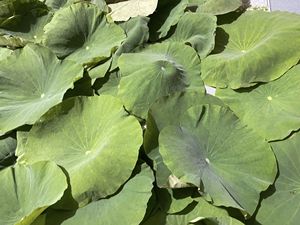 Feuilles de lotus séchées à la main / Cultivées par une famille / BONNES QUALITÉS NATURELLES / Fabriqué au VIETNAM // Evan - Product Image 5