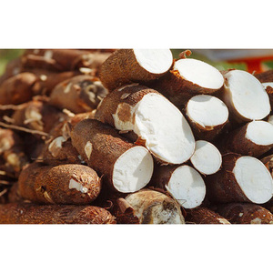 Cassava/tapioca fresca a precio de mayoreo en venta - Product Image 3