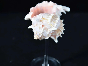 Verres à vin en coquillage naturel poli faits à la main – Cadeau élégant pour mariage côtier, anniversaire, enterrement de vie de jeune fille – Décoration coquillage élégante pour Martini - Product Image 6