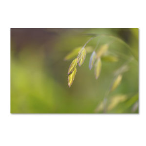 Cora Niele's Sea Oats Grass Wall Art Print Decoración botánica del artista - Product Image 6