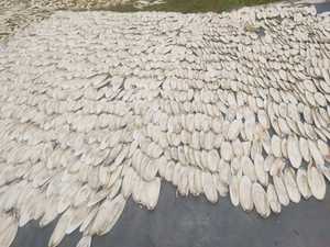 Os de seiche - Poudre d'os de seiche séchés Meilleurs prix du Vietnam/ Mme Lima - Product Image 3