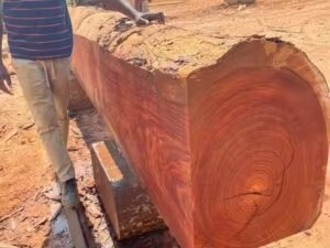 Troncos de Madera Cruda de Primera Calidad para Exportación, para Aplicaciones de Calefacción con Biomasa y Servicios de Empaquetado a Granel Confiables - Product Image 2