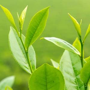 Fabricante Confiable de Extracto Soluble de Hoja de Té Verde, Extracto Vegetal Premium OEM - Product Image 2