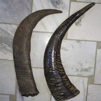 Corne et pointe de corne de buffle naturelles brutes, noires et de couleur naturelle, pour la personnalisation de la taille et du cor.