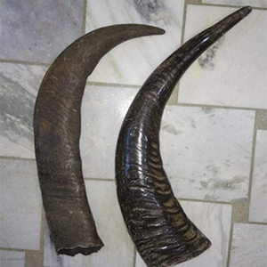 เขาควายดิบธรรมชาติและปลายเขาควาย มีสีดำและสีธรรมชาติ สำหรับขนาดและเขาตามสั่ง - Product Image 2