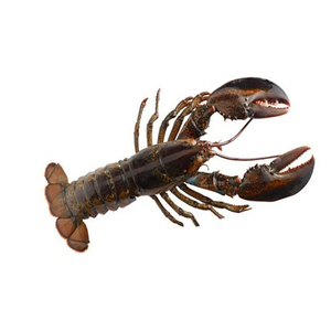 High Quality Lobsters for Supermarket Chains Seafood Retailers and International Distribution Networks - Product Image 1