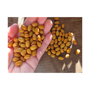 Frijoles Amarillos de Calidad Premium Ofrecidos para Producción Alimentaria a Gran Escala y Suministro Minorista - Product Image 4