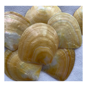 Plato de Concha de Nácar de Abulón Natural Hecho a Mano, Plato Único para Exhibición de Joyería o Servir Alimentos - Product Image 1