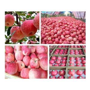 Pommes rouges Fuji fraîches pour les supermarchés, les épiceries et les grossistes internationaux en fruits - Product Image 4