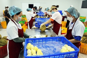 Durian Congelado de Vietnam en Oferta - Disponible con Marca Privada OEM - Product Image 5