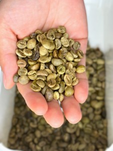 Granos de Café Verde DHPONE # 100% Arábica, Limpia, S18, Origen Son La, Vietnam, Grado A, Bolsa de 60 kg, 12 Meses de Caducidad - Product Image 5