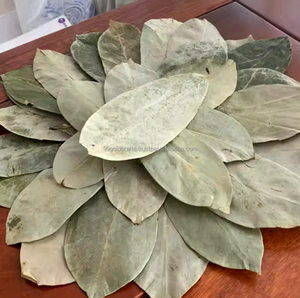 Feuilles de corossol biologiques séchées en poudre de corossol Feuille de graviola tropicale séchée naturellement au soleil pour la pureté Meilleur prix. - Product Image 4