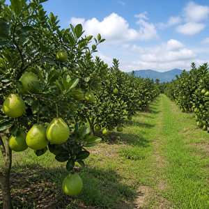 PEELLES DE POMELO BIOLOGIQUES DU VIETNAM – NATURELLES, PROPREES ET DISPONIBLES POUR L'EXPORTATION EN GROS - Product Image 5