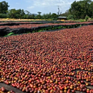 Exclusive Offer Vietnam Robusta Green Coffee Beans Grade A <b>Raw</b> <b>Material</b> For Instant Coffee Production - Product Image 5