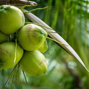 Noix de coco fraîche naturelle à découper, pour consommation humaine, vente en gros - Product Image 6