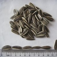 Semillas de Girasol Orgánicas de Alto Rendimiento, Sin OMG, Secas y Crudas, en Bolsa de 25 kg con Altas Tasas de Germinación