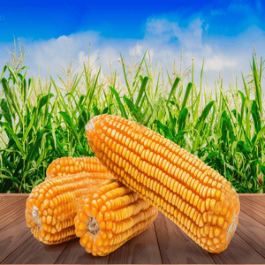 Organic Best Quality Delicious <b>Sweet</b> Yellow Corn for Human Consumption Dried Style Corn for Sale - Product Image 1