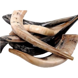 Alta calidad Kosher Sheep Ram Horn Shofar estilo religioso náutico mejor sonido precio competitivo India artesanías naturales - Product Image 3