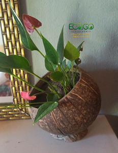Pot de plante en coquille de noix de coco |   Jardinière rustique naturelle pour plantes succulentes, fleurs, herbes et décoration de jardin domestique |   Eco2go Vietnam - Product Image 5