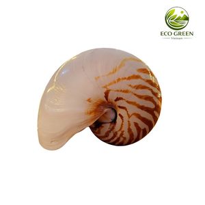 Concha de Nautilus de Lujo con Cámaras, Espiral Natural del Océano, Pieza Decorativa, Elegante Idea de Regalo, Artículo de Colección, Exhibición Marina Premium - Product Image 4