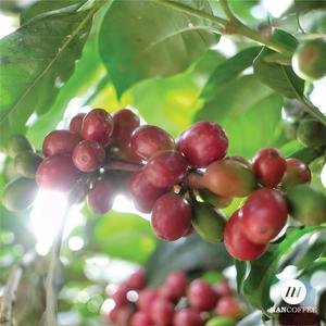 Café Verde Robusta de Vietnam de la Mejor Calidad, Cosecha 2026 - GRADO 1 Natural/Lavado/Proceso Miel - Tamaño 16.18 - Muestra Gratis - Product Image 1