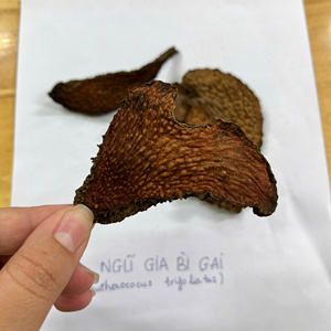 Tranches de racine séchées d'Eleutherococcus trifoliatus (Acanthopanax) du Vietnam, qualité export, arôme naturel - Product Image 3