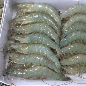 กุ้งขาวหัวขาดหางขาด แช่แข็ง บรรจุกล่อง 5 กก. อายุการเก็บรักษา 12 เดือน จากแอฟริกาใต้ ราคาดีที่สุด - Product Image 6