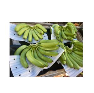 Vietnamese Agriculture <b>Fresh</b> Green Cavendish Bananas 13kg Carton with Custom Label for <b>Fruit</b> Vegetable Export - Product Image 6
