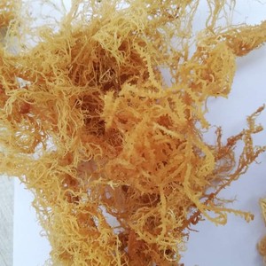 Elegante algas marinas secas Cottonii de fábrica vietnamita para cocina de lujo y los productos alimenticios naturales a base de plantas más vendidos - Product Image 2