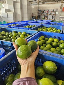 Prix direct usine – Tranches d'agrumes séchées (citron vert, citron, kumquat, calamansi) pour le marché américain du thé et des boissons – Vente en gros à prix réduit - Product Image 6