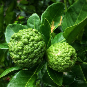 Aceite de Hoja de Lima Kaffir (KL-001) Van Aroma - Product Image 2