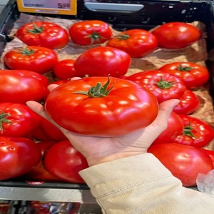 Tomates rouges fraîches de qualité export, légumes frais de ferme de première qualité pour la cuisson, le traitement, la vente en gros, l'approvisionnement en vrac et l'emballage - Product Image 2