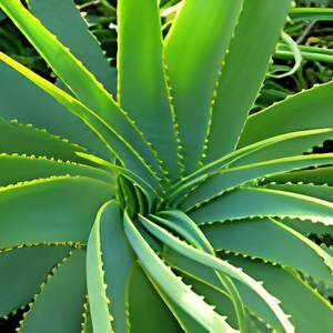 Hojas Secas de Aloe Vera de Fábrica Directa, Materia Prima Botánica Natural para Productos Herbales - Product Image 2