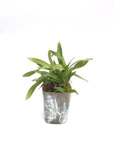 แจกันเขาควายทำด้วยมือรูปทรงธรรมชาติสำหรับตกแต่งบ้าน - Product Image 6