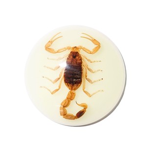 Golden Scorpion Real Specimen Plastic Cabochon Round 38x38 mm Glow Flat Bottom for Crafts and Jewelry Making - Product Image 3