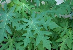 Hojas de Papaya Premium – Naturales, Orgánicas y de Alta Calidad // Mr.Tom - Product Image 4