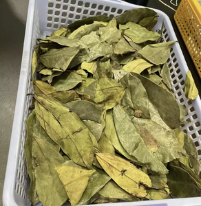 Dried Soursop Leaves (Graviola) – Bulk, OEM & Herbal <b>Tea</b> Supplier Vietnam - Product Image 1