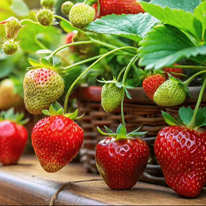 Fresas Congeladas IQF de Primera Calidad para Exportación Global - Product Image 1